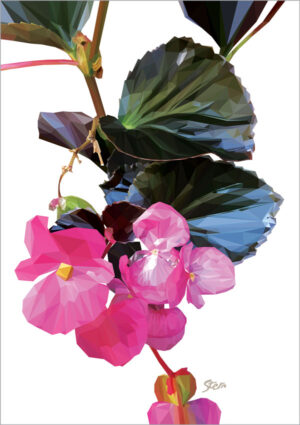 Begonia (plakat og kort)