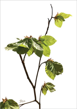 Bøg Forår (plakat og kort)