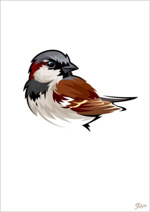 Gråspurv - kort m/kuvert, A6